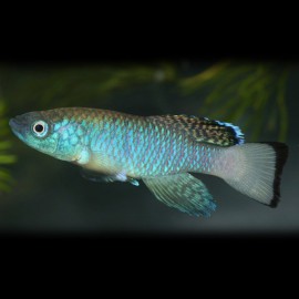 Nothobranchius guentheri blue 2,5 - 4 cm