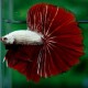 Betta splendens halfmoon red dragon L