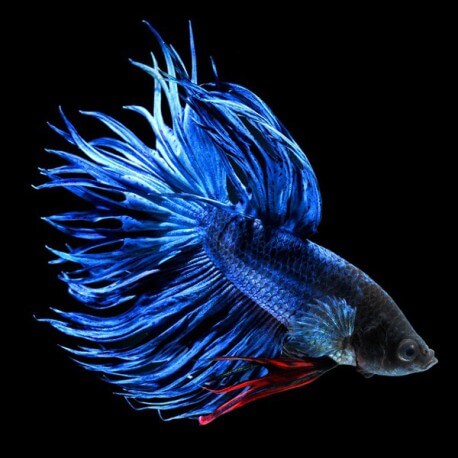 Betta splendens doubletail crowntail mix super color XL