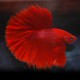 Betta spl. male halfmoon red XL