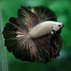 Betta splendens male halfmoon black dragon L