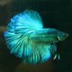 Betta splendens plakat / halfmoon green mask L