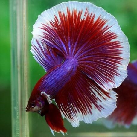 Betta splendens plakat / halfmoon salamander L