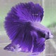 Betta splendens plakat / halfmoon violet L