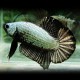 Betta spl. male halfmoon plakat copper dragon L