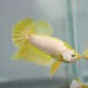 Betta splendens plakat halfmoon yellow gold L