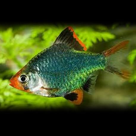 Barbus tetrazona gold green 2,5cm