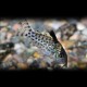 Corydoras agassizii 4 - 5 cm