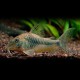 Corydoras ellisae 2,5-3cm