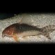 Corydoras gossei 2,5 - 3 cm