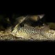 Corydoras melanistius 3,5 - 4 cm