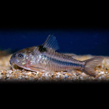 Corydoras nattereri 3cm