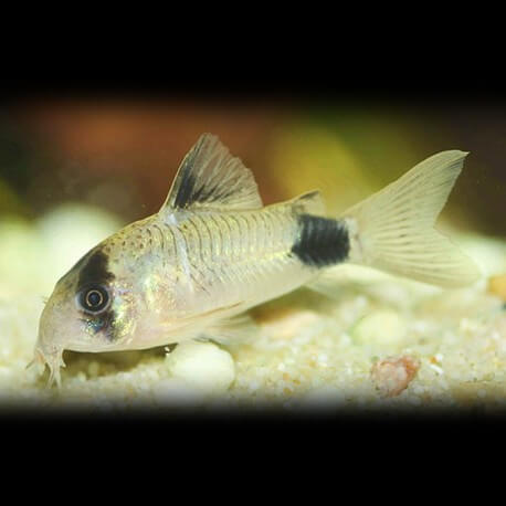 Corydoras panda 5 cm