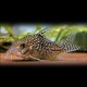 Corydoras sodalis 3cm