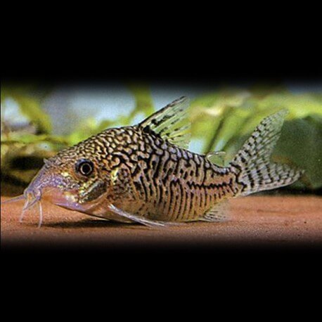 Corydoras sodalis 3cm