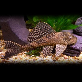 Hypostomus plecostomus 10 cm