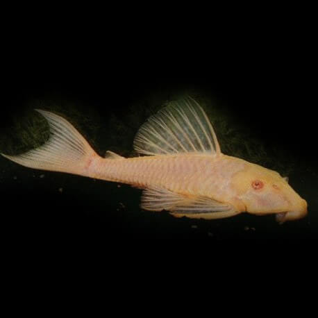 Hypostomus plecostomus gold 10 - 12 cm