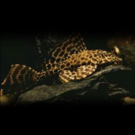 Hypostomus plecostomus golden stripe 5-6cm