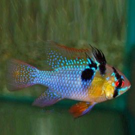 Microgeophagus Ramirezi 