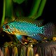 Apistogramma borelli "Sauvage" M