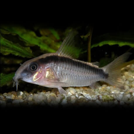 Corydoras arcuatus M