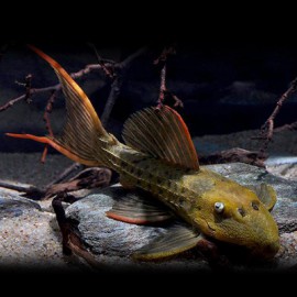 L024 Pseudacanthicus. sp. 10 - 11 cm