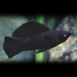 Poecilia velifera black 6 - 7 cm