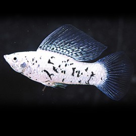 Poecilia velifera marble sailfin molly 6 - 7 cm