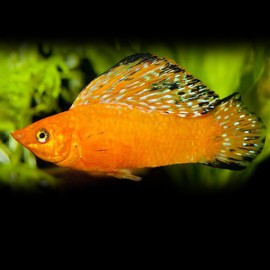 Poecilia velifera orange neon sailfin molly 6 - 7 cm