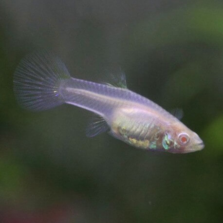 Poecilia reticulata « guppy » femelle albinos XL