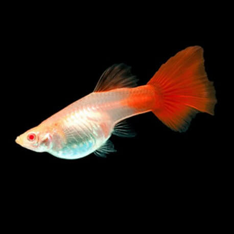 Poecilia reticulata « guppy » femelle albinos full red blon XL