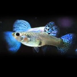 Poecilia reticulata « guppy » femelle bluegrass XL