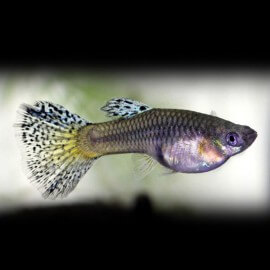 Poecilia reticulata « guppy » femelle green grass tail L