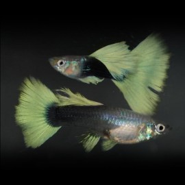 Poecilia reticulata « guppy » femelle half black and yellow tuxedo XL