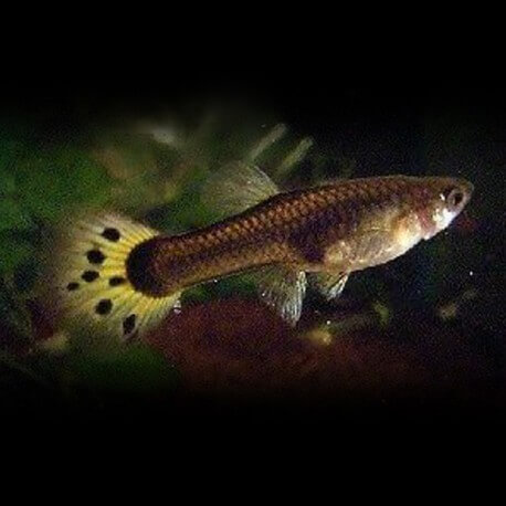 Poecilia reticulata « guppy » femelle moscow filigran XL