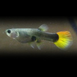 Poecilia reticulata « guppy » femelle sunset blond 5-6cm