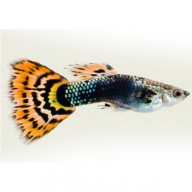 Poecilia ret. male dragon  tail 3 - 4 cm