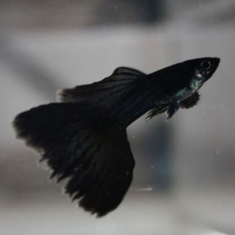 Poecilia ret. male full black XL