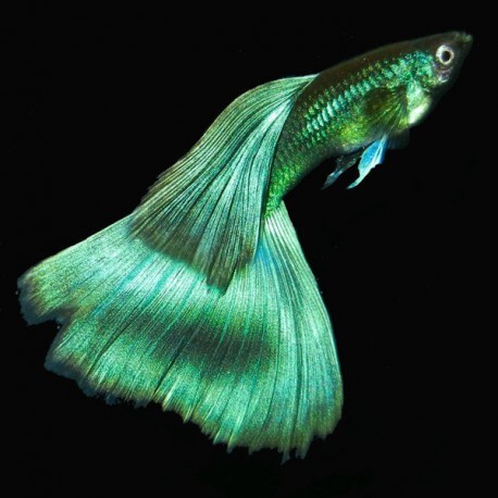 Poecilia ret. male green 3 - 4cm