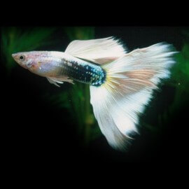 Poecilia reticulata « guppy » mâle half black and white tuxedo XL