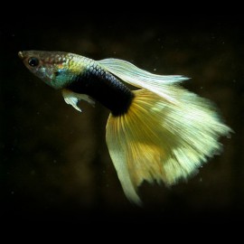 Poecilia ret. male half black yellow delta 3 - 4 cm