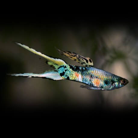 Poecilia reticulata « guppy » mâle lyre 3cm