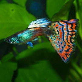 Poecilia reticulata « guppy » mâle moskau nelke XL