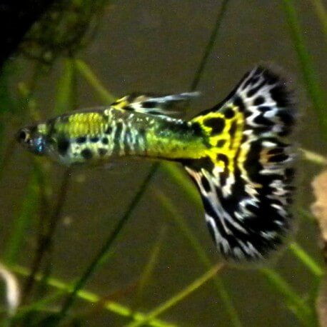 Poecilia reticulata « guppy » mâle platinum snakeskin cobra 3-4cm