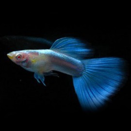 Poecilia reticulata « guppy » mâle tuxedo sky blue 3-4cm