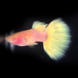 Poecilia ret. male yellow tuxedo albino XL