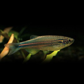 Brachydanio « Danio » kerri 3-3,5cm