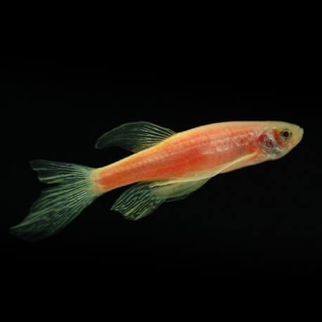 Brachydanio « Danio » rerio gold long fine XL