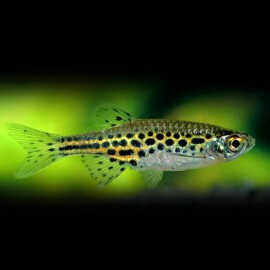 Danio tinwini 1,5 cm