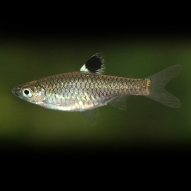 Rasbora dorsiocellata 1 - 1,5 cm